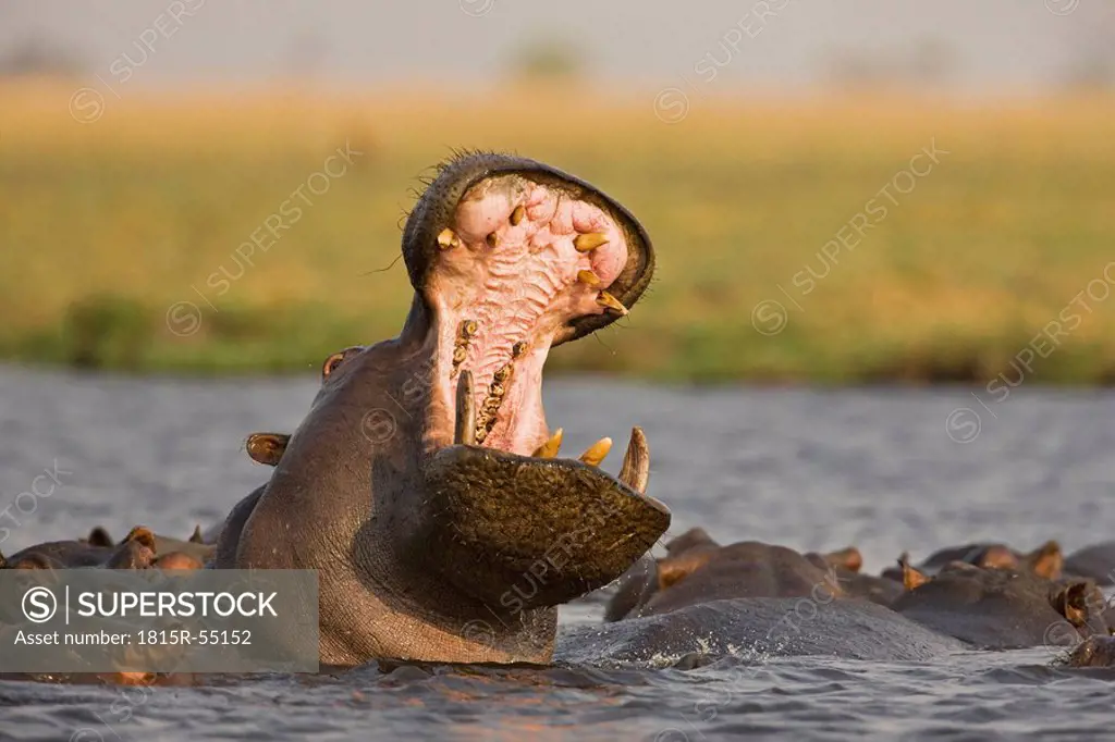 Africa, Botswana, Yawning Hippo Hippopotamus amphibius