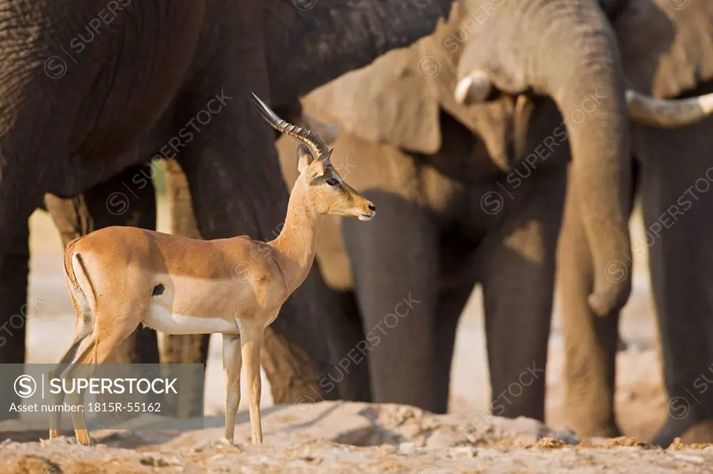 Africa, Botswana, Springbok Antidorcas marsupialis and elephant herd Loxodonta africana in background