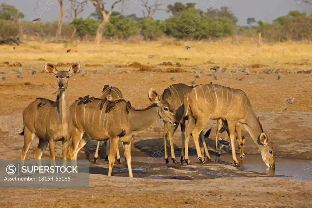 Africa, Botswana, Greater Kudus Tragelaphus strepsiceros drinking at water hole