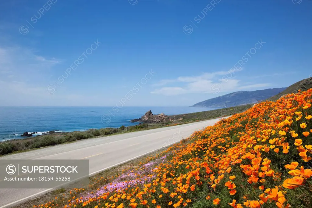 USA, California, california poppies Eschscholzia californica at coast