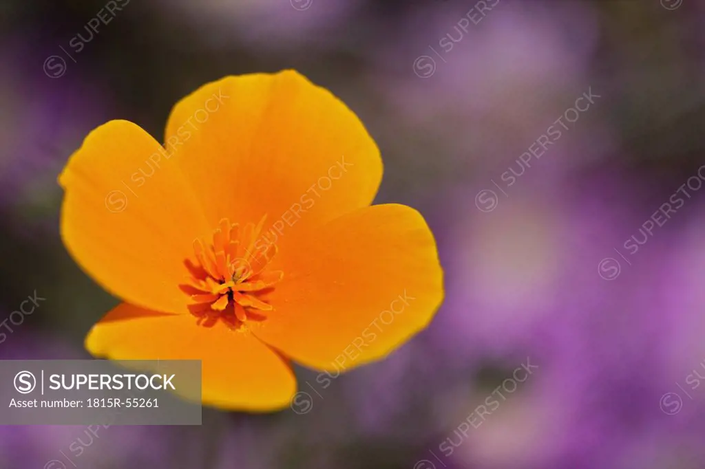 USA, California, California poppy Escholzia California, close_up