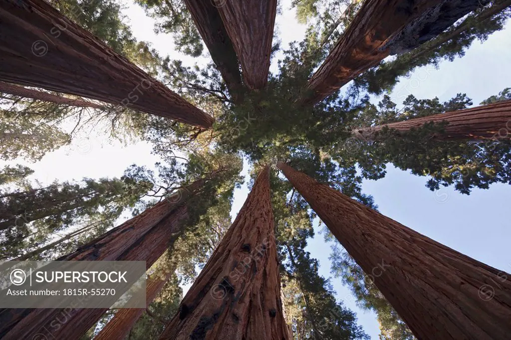 USA, California, Giant sequoias Sequoiadendron giganteum low angle view
