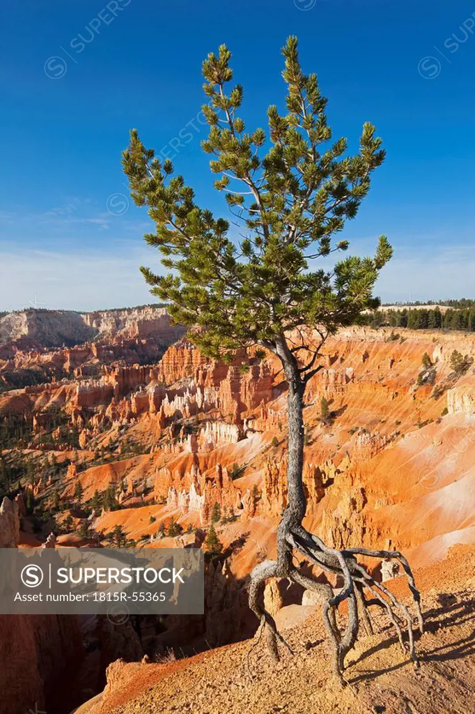 USA, Utah, Bryce Canyon National Park, Limber Pine Pinus flexilis in landscape