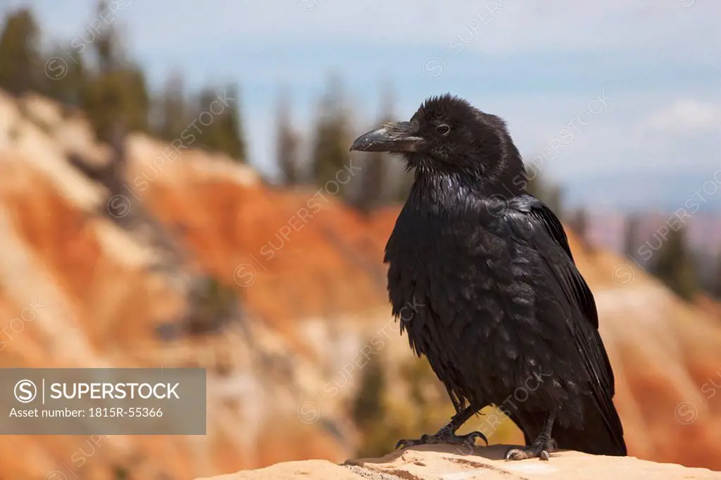 USA, Utah, Bryce Canyon National Park, Raven sitting on stone, close_up, portrait