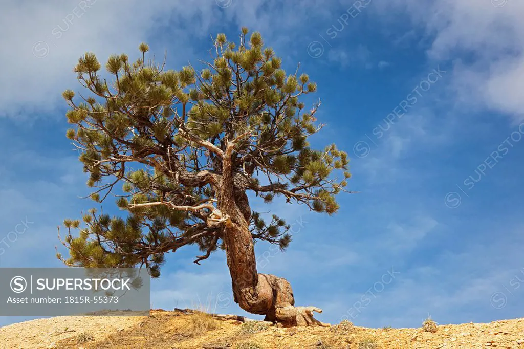 USA, Utah, Bryce Canyon National Park, Limber Pine Pinus flexilis