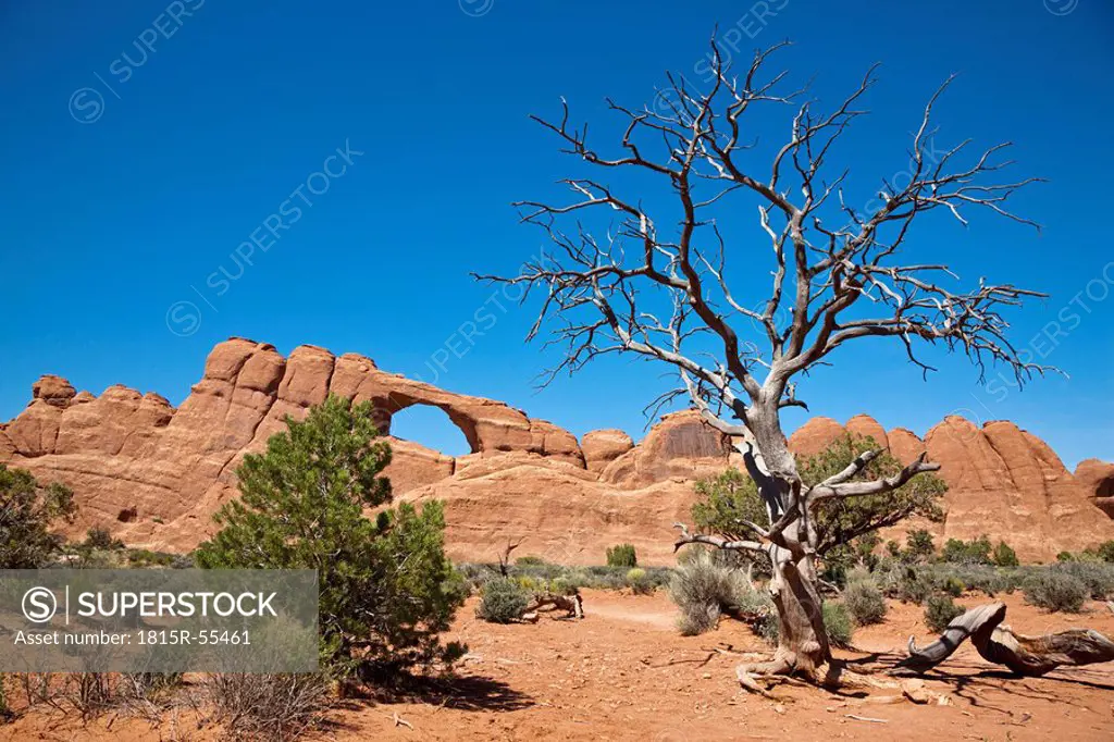 USA, Utah, Arches National Park, Skyline Arch with tree in foreground