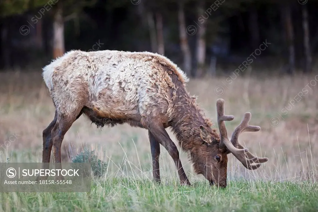 USA, Yellowstone Park, Elk grazing in field Cervus canadensis