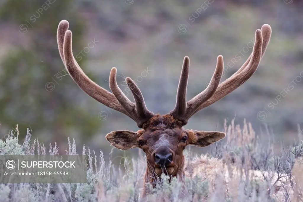 USA, Yellowstone Park, Elk Cervus canadensis lying in field