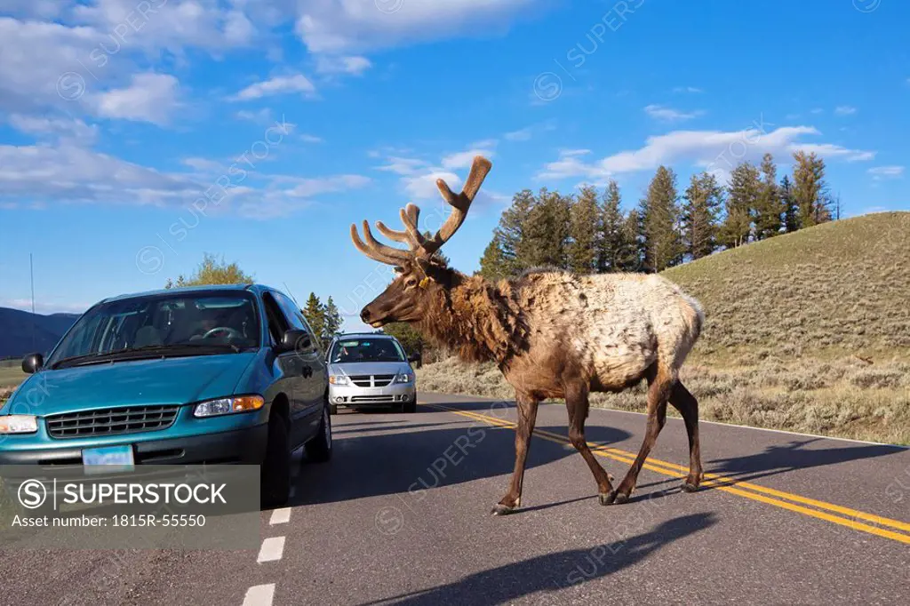USA, Yellowstone Park, Elk Cervus canadensis crossing road