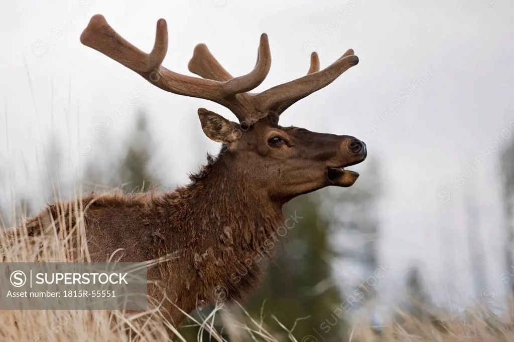 USA, Yellowstone Park, Elk Cervus canadensis, side view