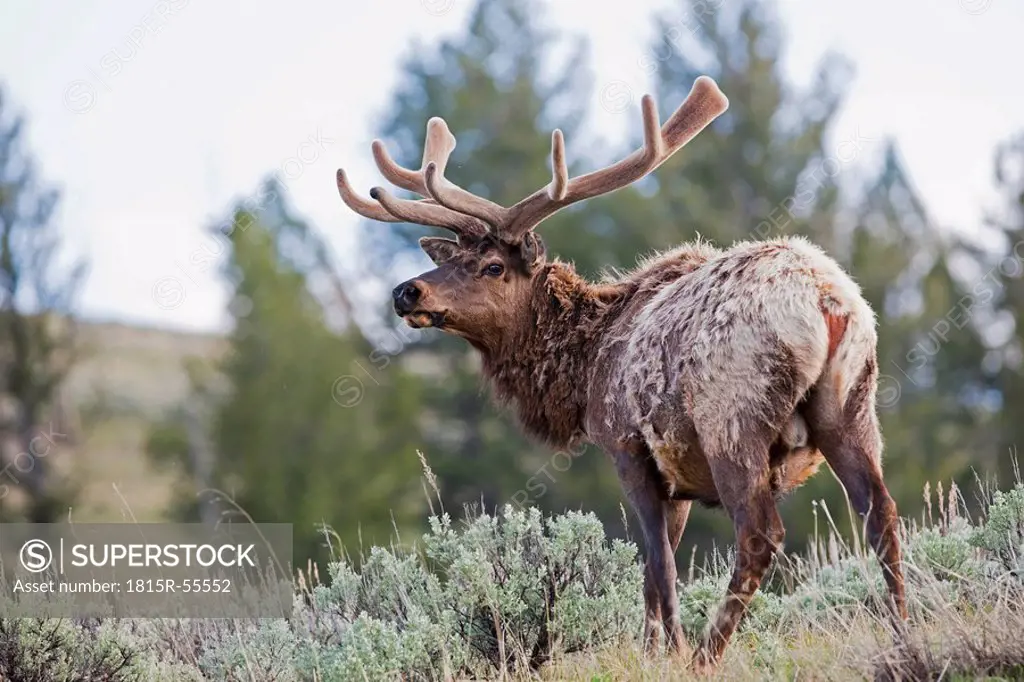 USA, Yellowstone Park, Elk Cervus canadensis in landscape
