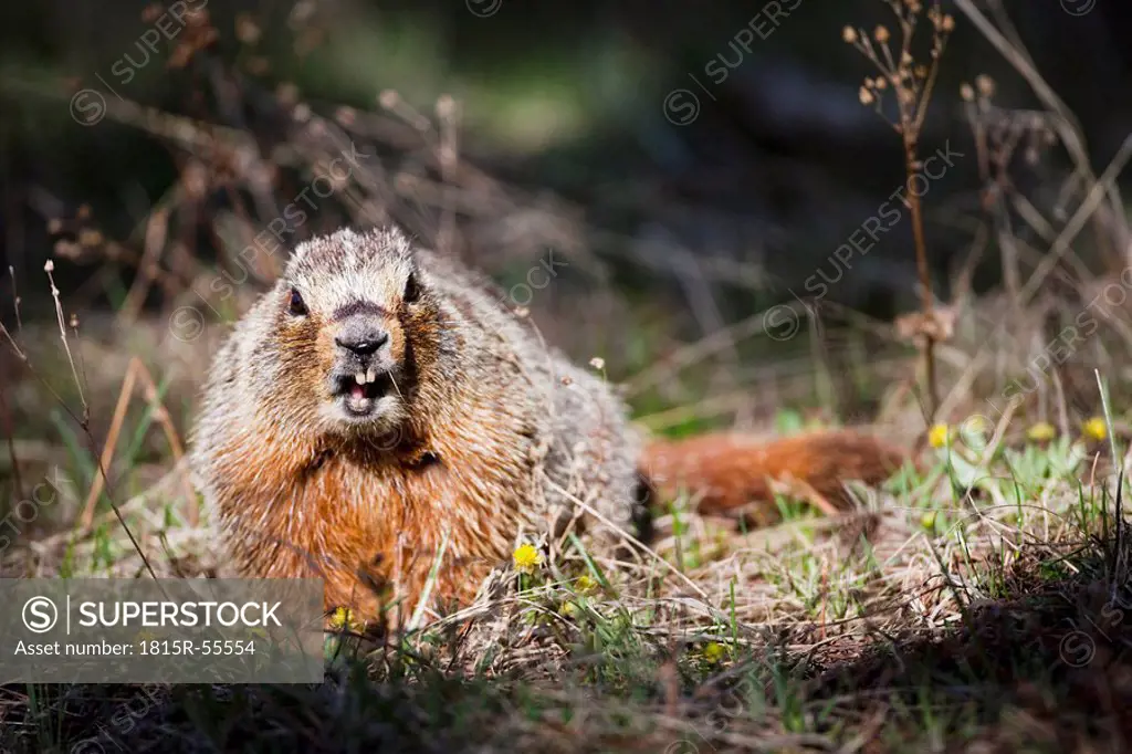 USA, Yellowstone Park, Groundhog Marmota monax, close_up