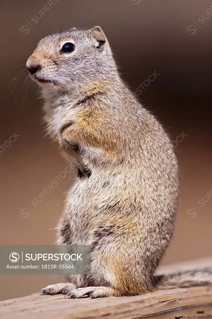 USA, Yellowstone Park, Uinita Ground Squirrel Spermophilus lateralis