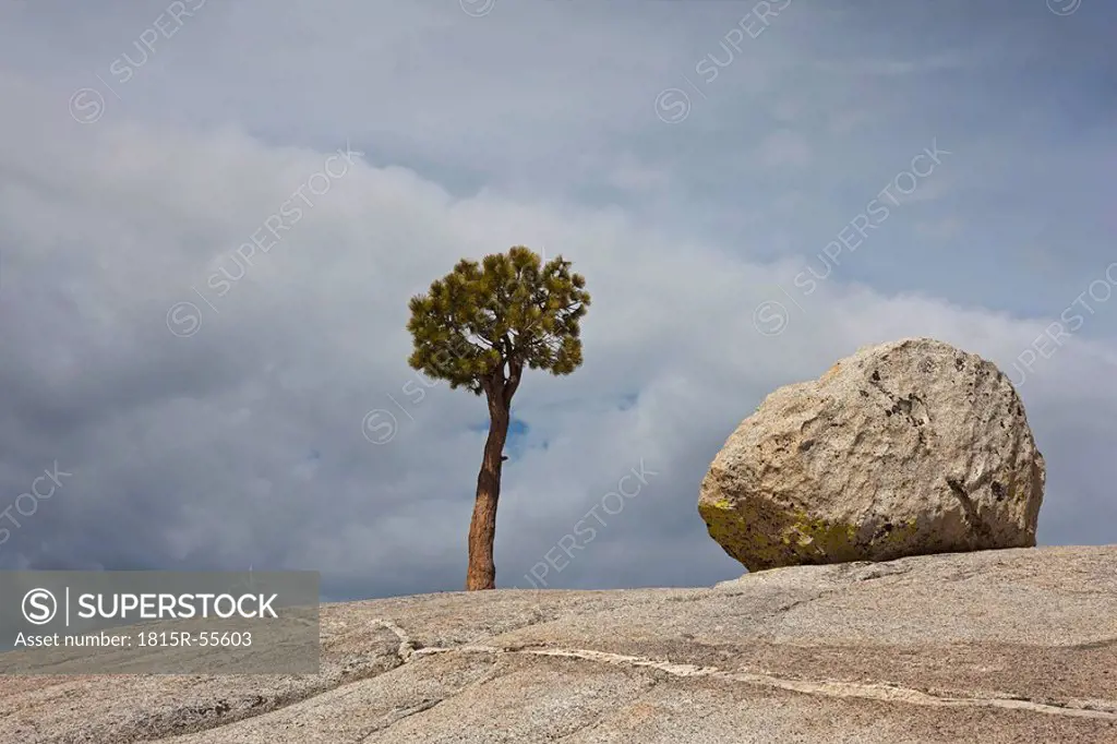 USA, California, Yosemite National Park, Olmsted point, Granitic rock and Jeffrey Pine tree Pinus jeffreyi