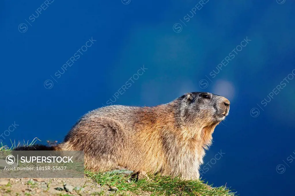 Austria, Alpine Marmot Marmota marmota