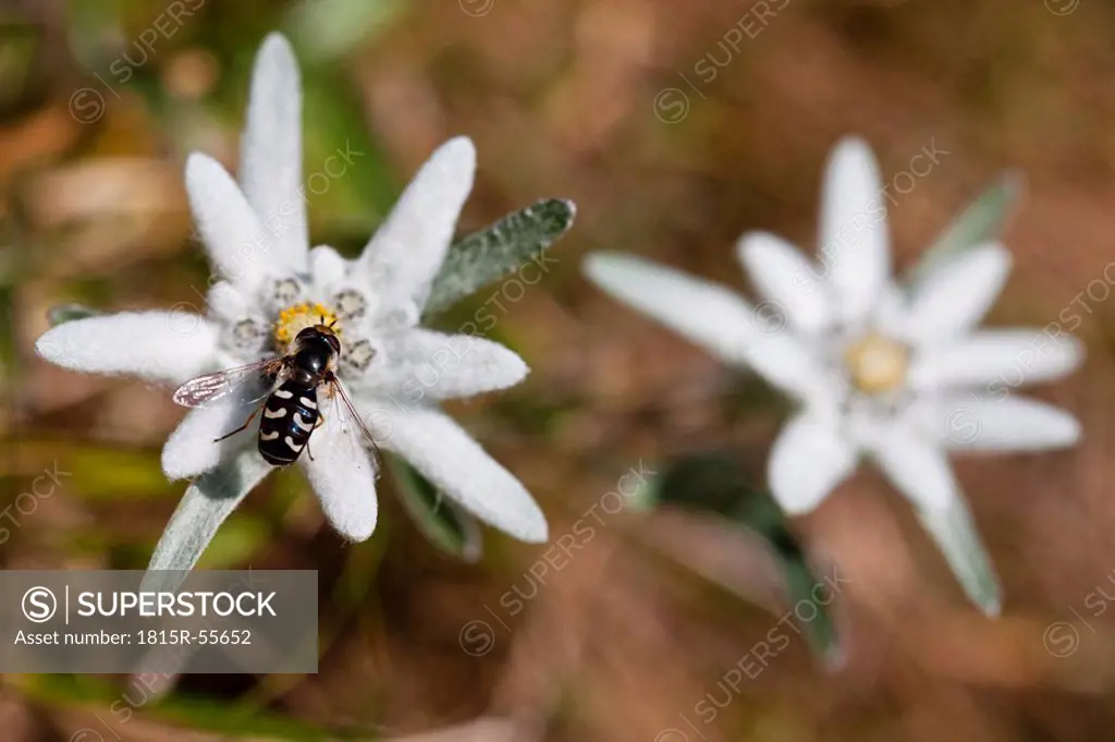 Austria, Syrphid fly Scaeva pyrasti on Edelweiss flower Leontopodium alpinum