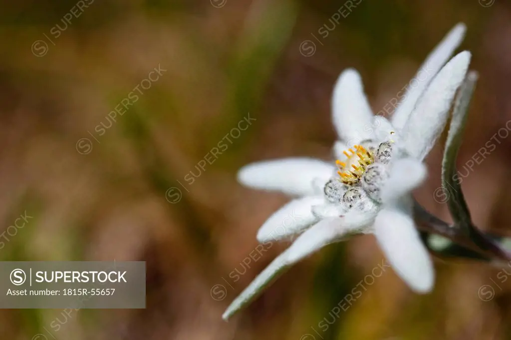 Austria, Edelweiss flower Leontopodium alpinum
