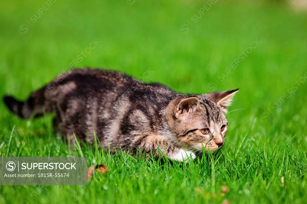 Germany, Bavaria, Kitten in grass