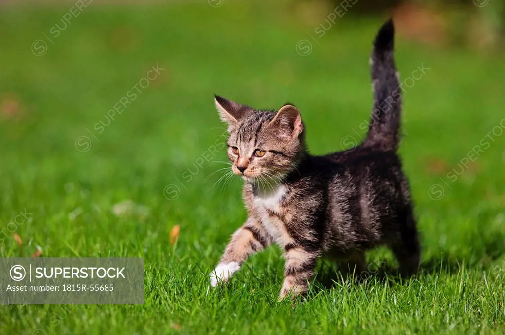 Germany, Bavaria, Kitten walking in grass, portrait
