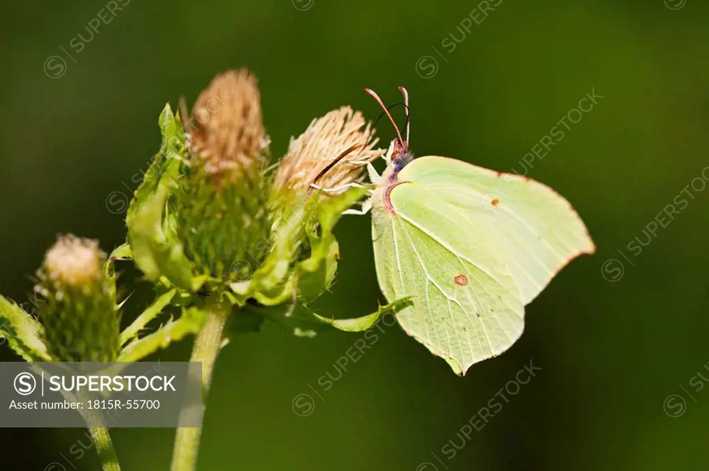 Germany, Bavaria, Brimstone butterfly Gonepteryx rhamni, close_up
