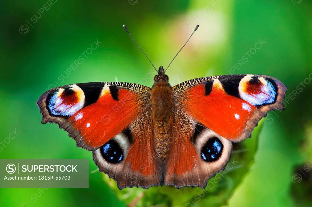 Germany, Bavaria, Peacock butterfly Inachis io on leaf, close_up