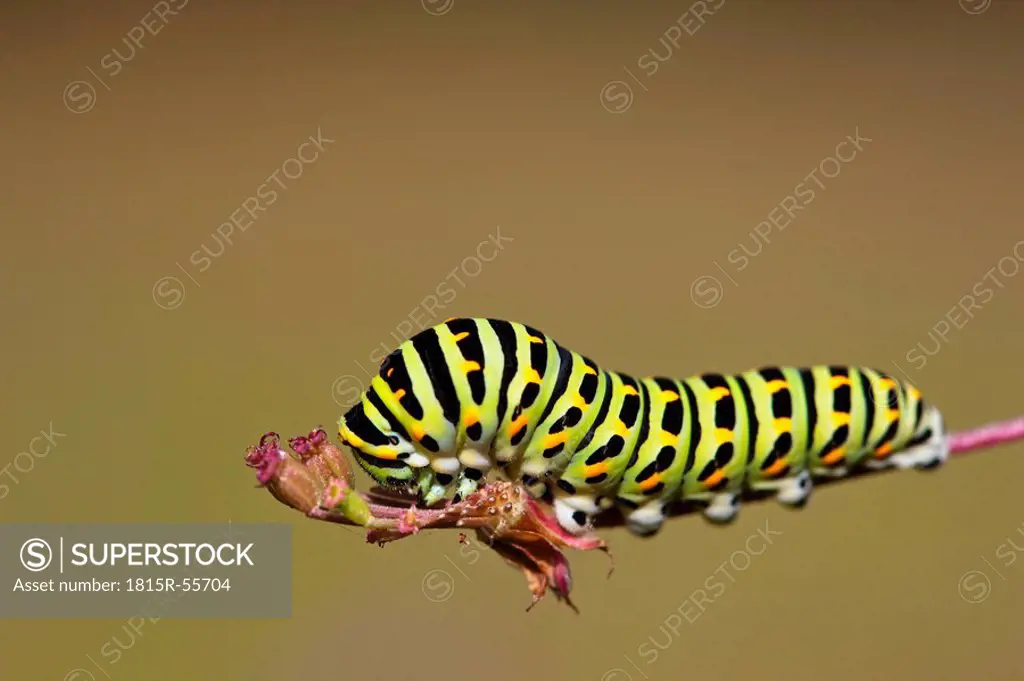 Germany, Bavaria, Caterpillar of the swallowtail butterfly Papilio machaon on plant stem, close_up
