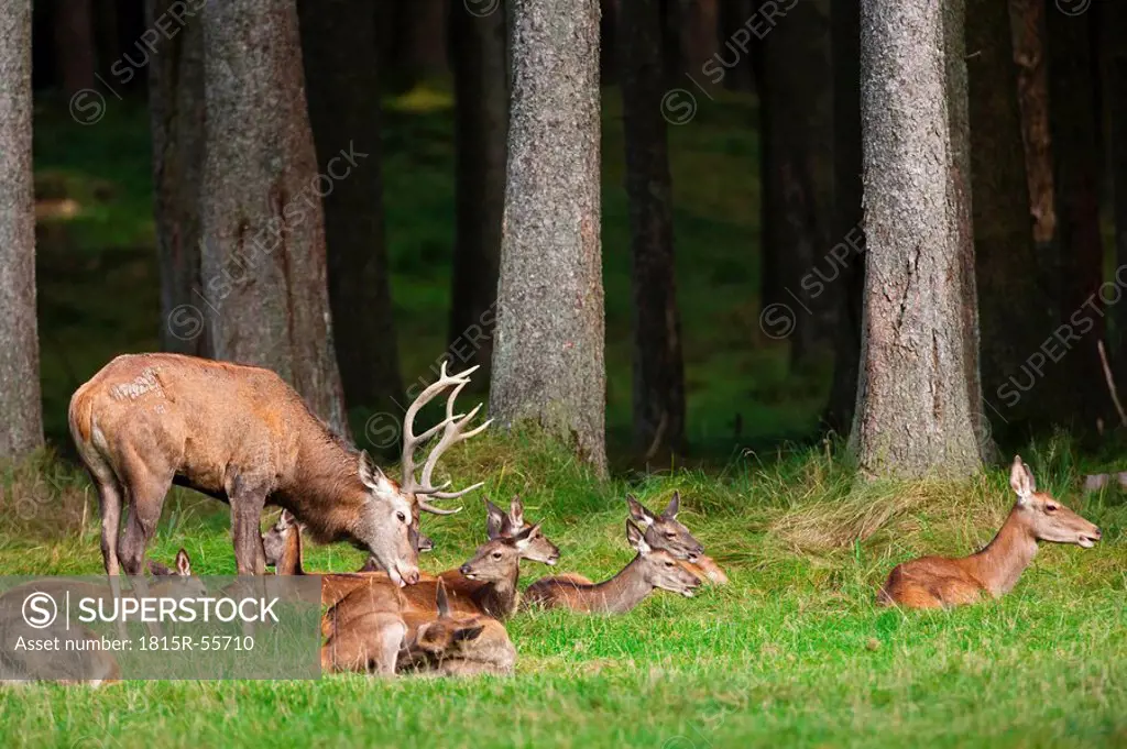 Germany, Bavaria, Red Deer Cervus elaphus Male and female deer, rutting season