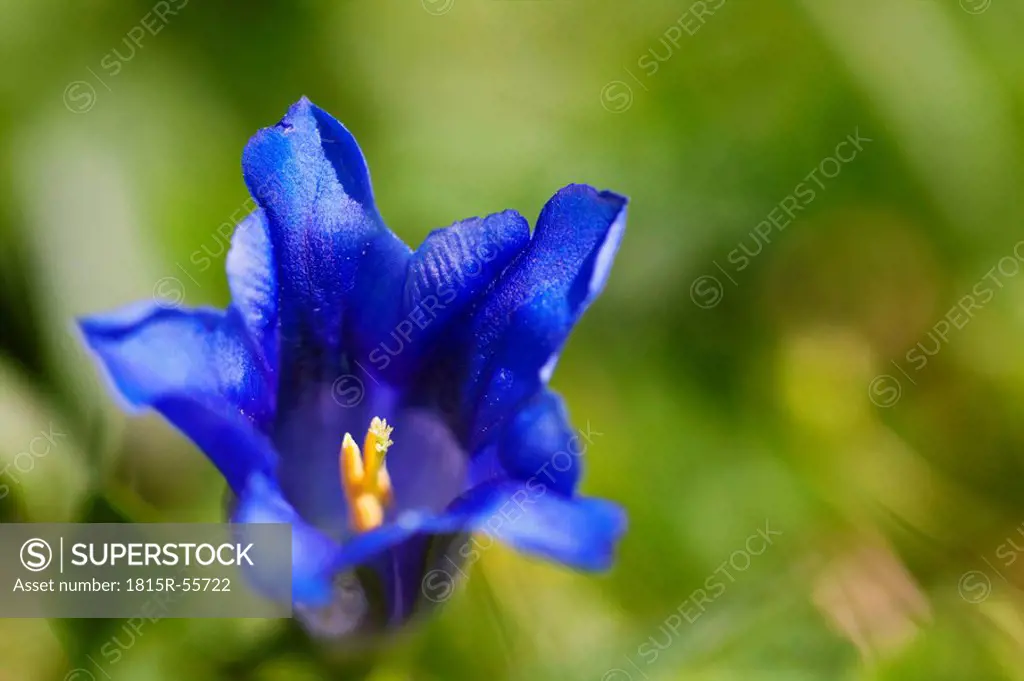 Germany, Bavaria, Enzian flower, close_up