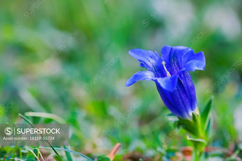 Germany, Bavaria, Enzian flower, close_up