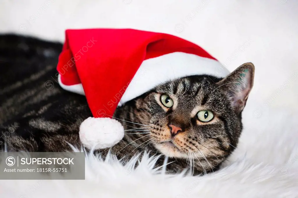 Male cat wearing Christmas cap, portrait