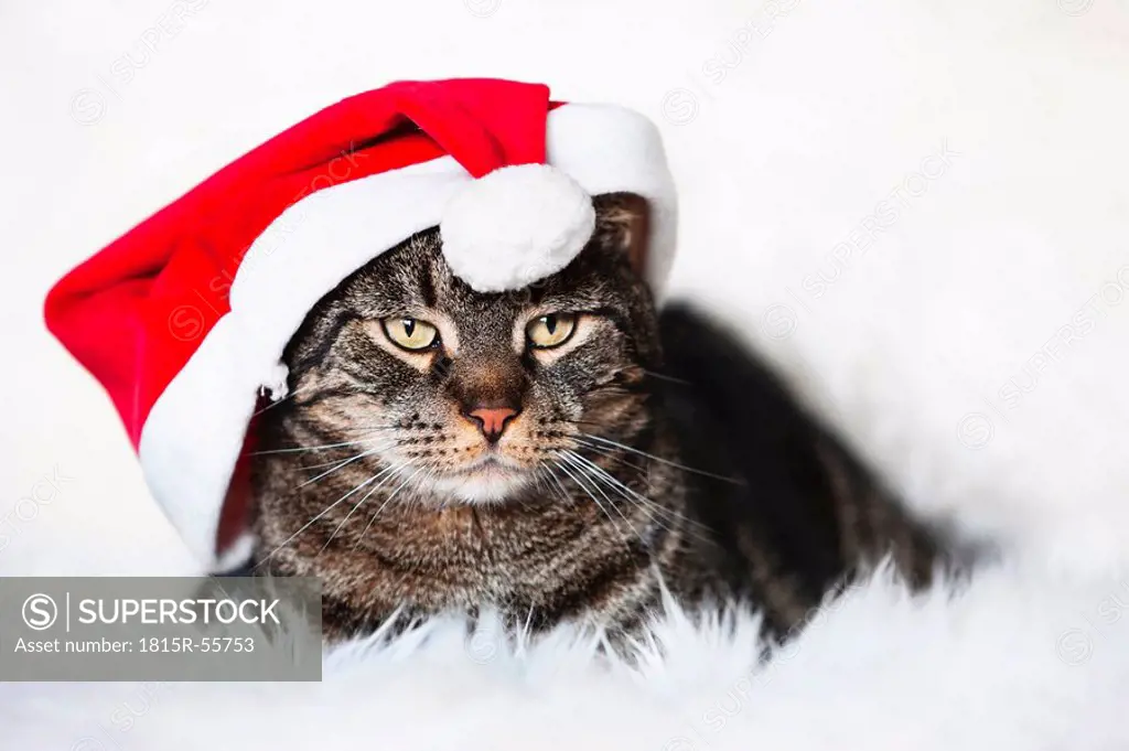 Male cat wearing christmas cap, portrait