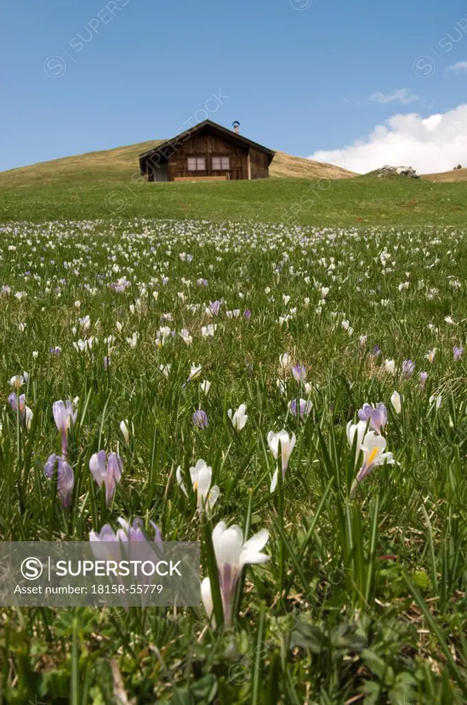 Italy, South Tyrol, Meadow saffron Colchicum autumnale abloom