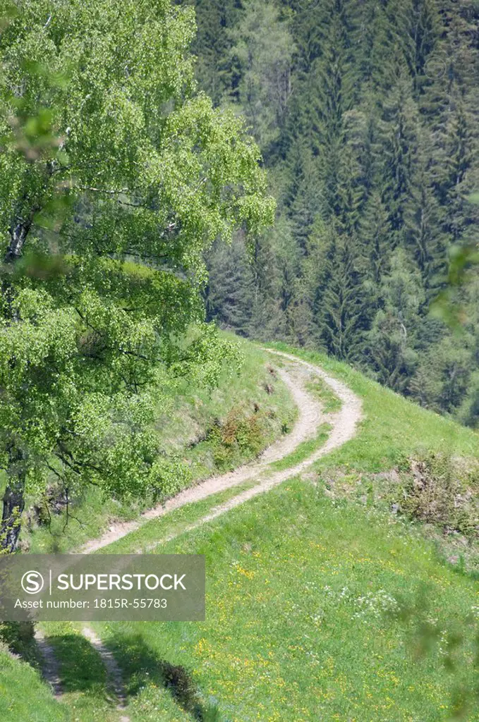 Italy, South Tyrol, Farm track and woodland
