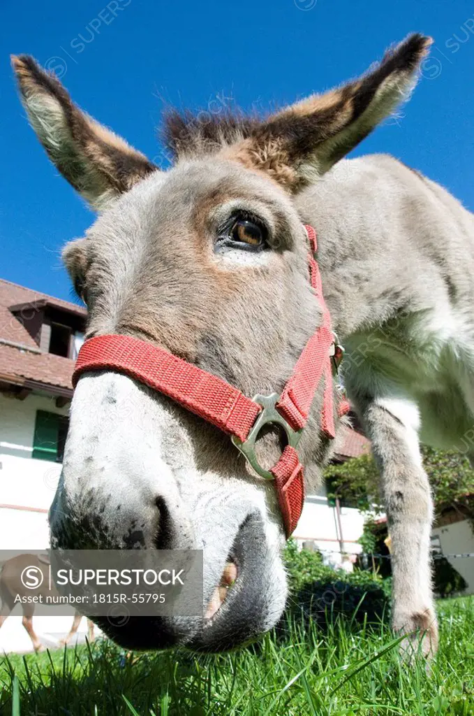 Portrait of donkey Equus asinus asinus, close up