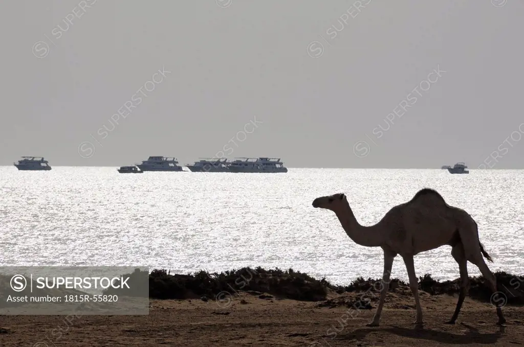 Egypt, Hamata, Dromedar on beach, ships in background
