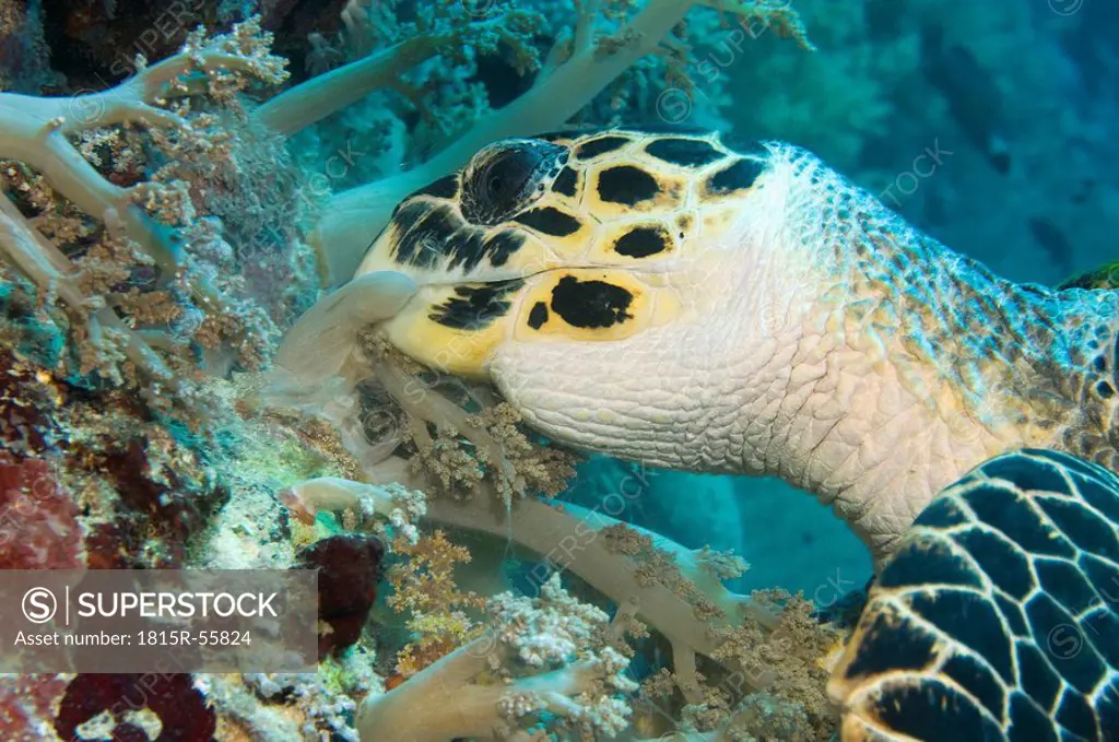 Egypt, Red Sea, Hawksbill turtle Eretmochelys imbricata eating soft corals, close_up