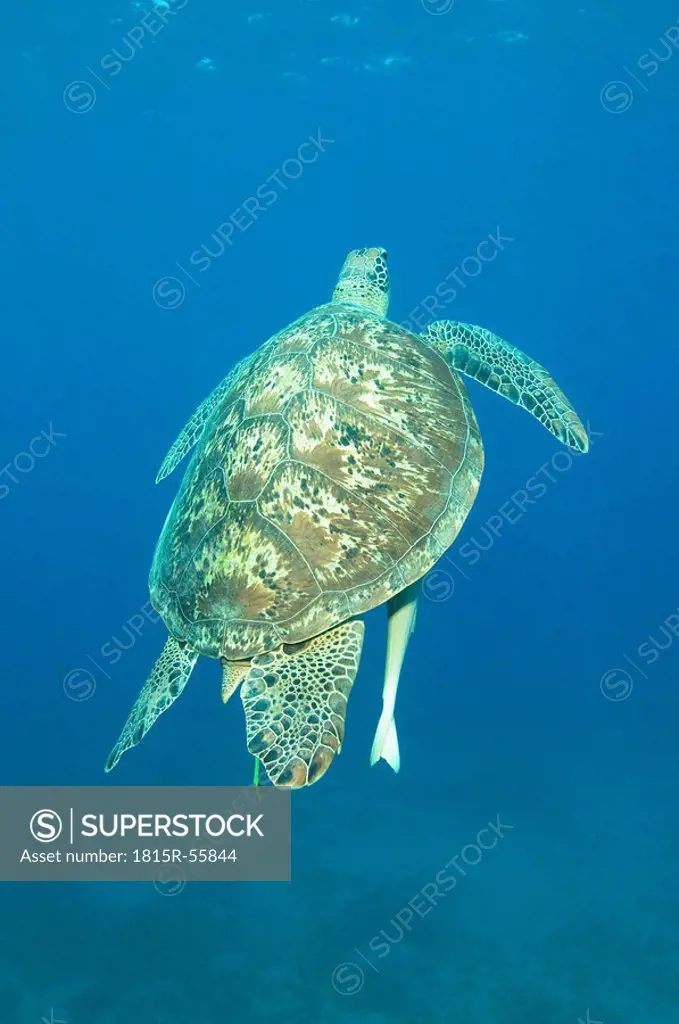 Egypt, Red Sea, Green sea turtle Chelonia mydas
