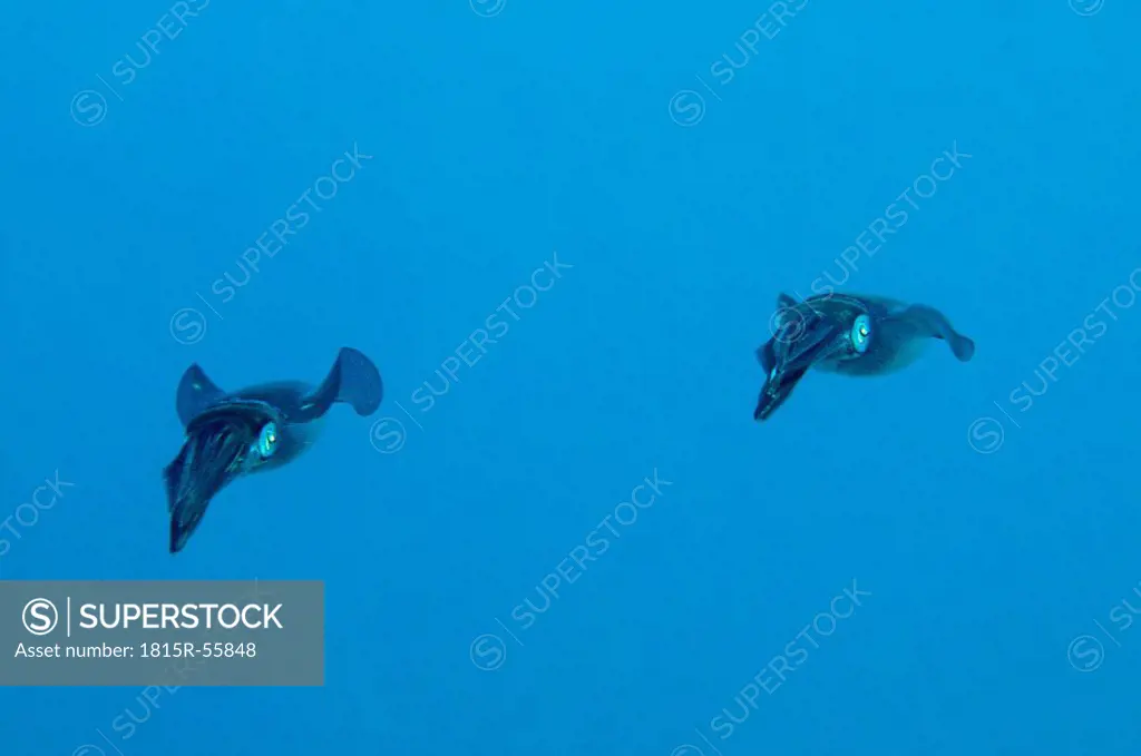 Egypt, Red Sea, Bigfin Reef Squid Sepioteuthis lessoniana