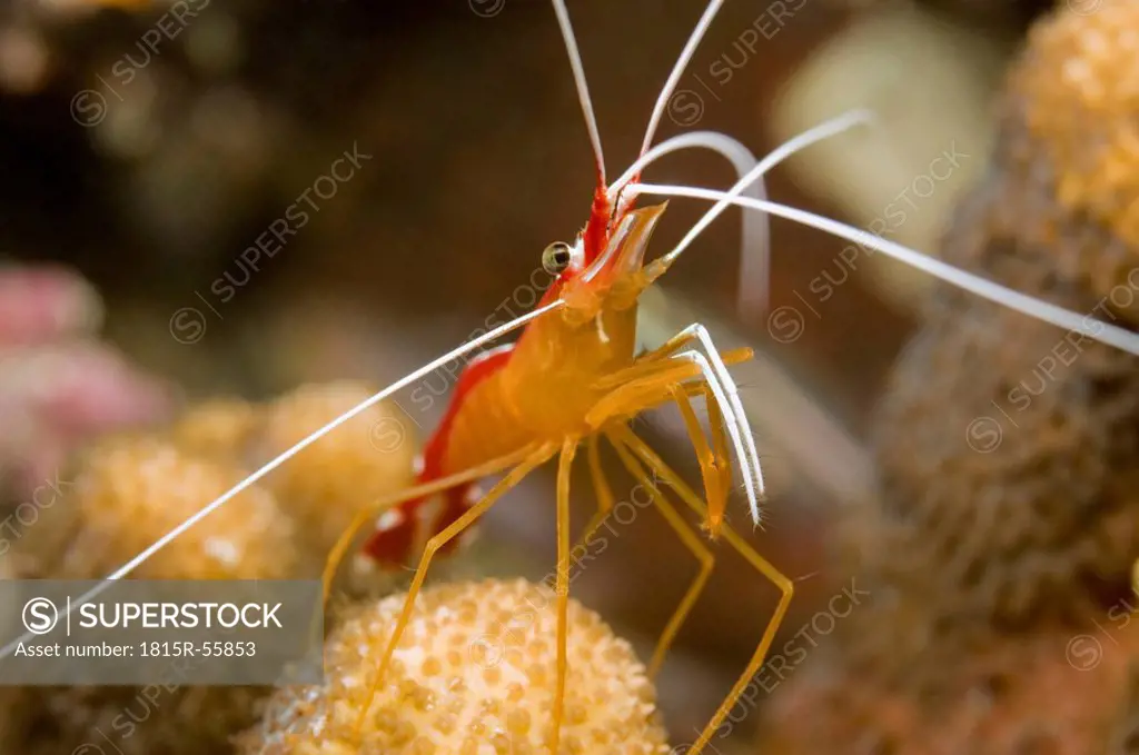 Egypt, Red Sea, Cleaner shrimp Lysmata amboinesis, close_up