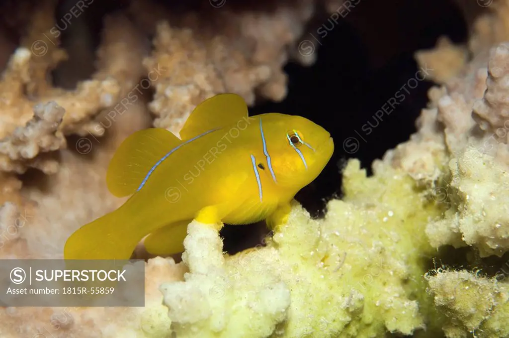 Egypt, Red Sea, Lemon coral goby Gobiodon citrinus