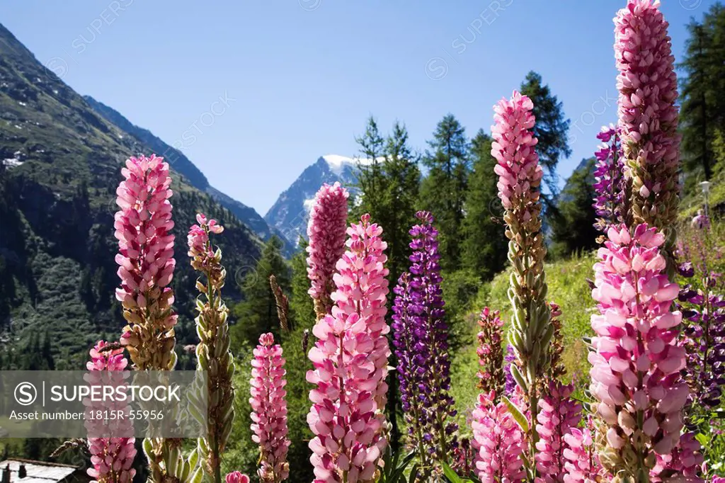 Switzerland, Wallis Alps, Lupines abloom, Mont Collon in background