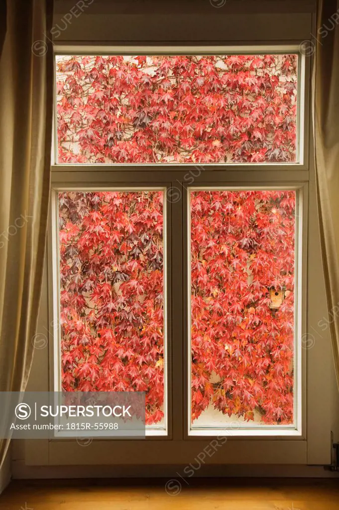 Germany, Rhineland_Palatinate, Autumnal virginia creeper seen through window, close_up