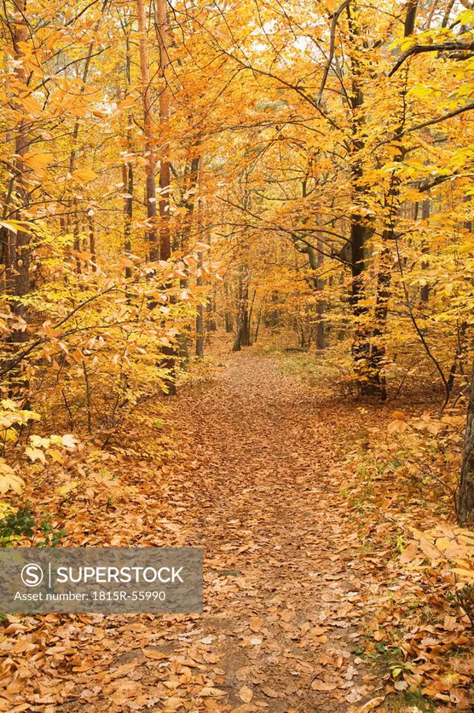 Germany, Rhineland_Palatinate, Wood, leaves, autumn colours