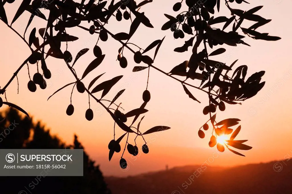 Italy, Tuscany, Olive tree at sunrise, close_up