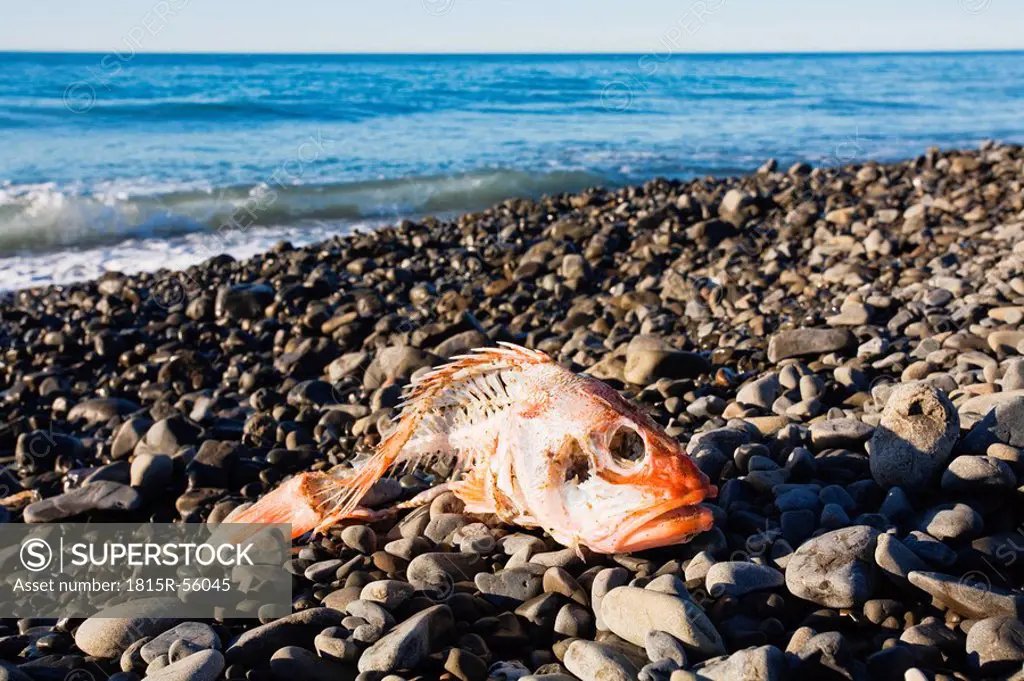 New Zealand, Dead fish on the beach