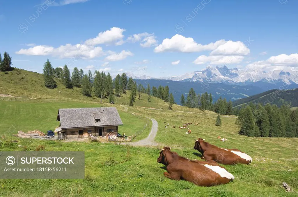 Austria, Salzburger Land, Cattle resting on mountain pasture