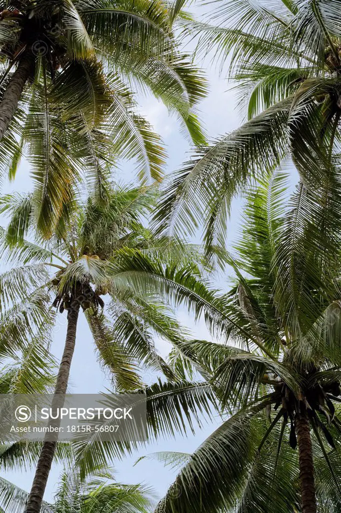 Asia, Indonesia, Bali, Palm trees, low angle view