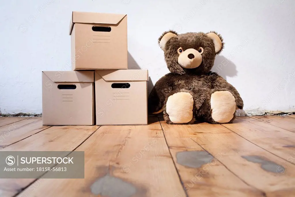 Teddy next to cardboard boxes
