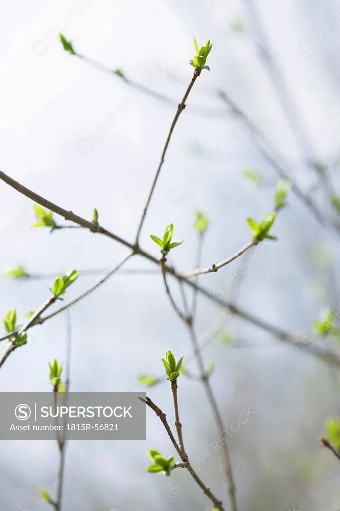 Greece, Buds in morning mist, close_up