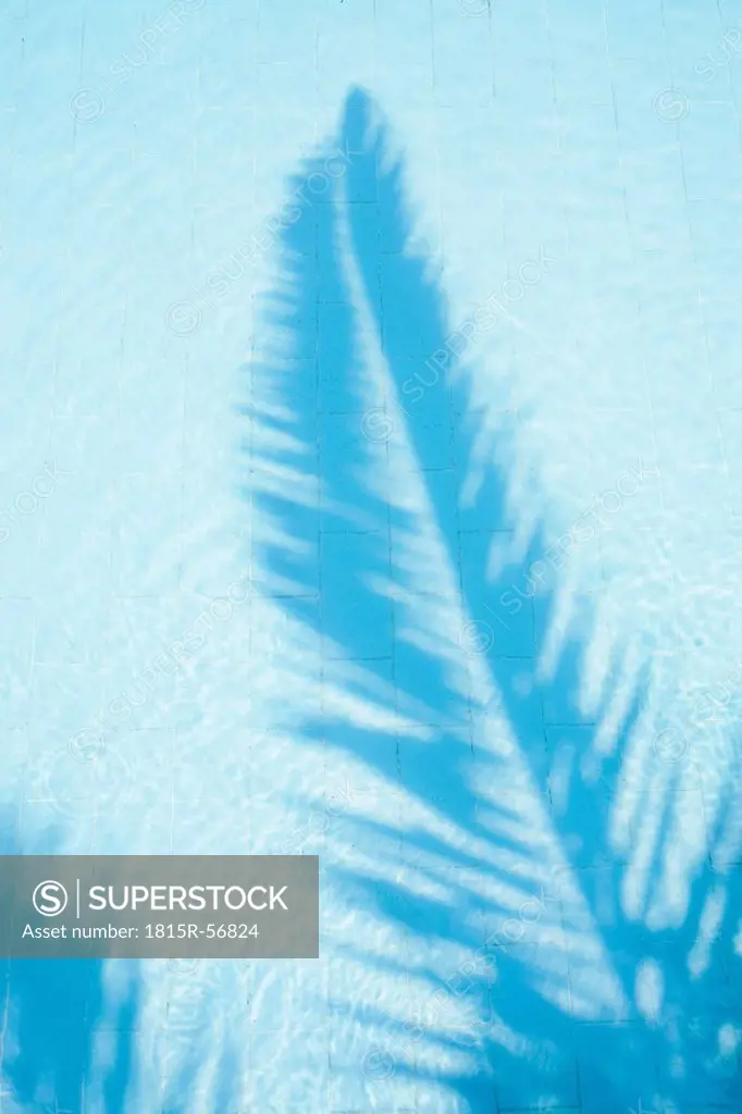 Palm tree shadow in swimming pool